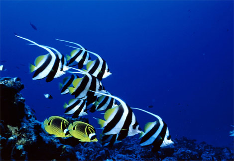 bannerfish-513688-ga